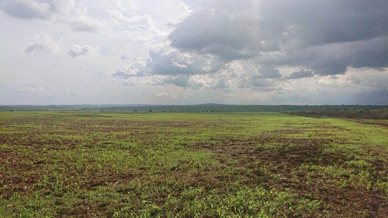 World Environment Day 2026: Environmental Advocates warn of rising ecological costs arising from Uganda’s land-based investments.