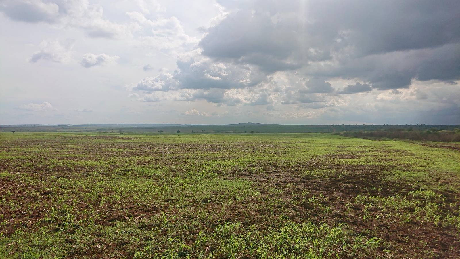 World Environment Day 2026: Environmental Advocates warn of rising ecological costs arising from Uganda’s land-based investments.