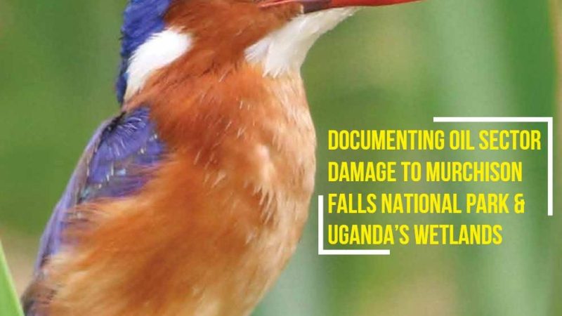 Researchers sound the alarm: Uganda’s oil development threatens the nation’s vital wetlands.