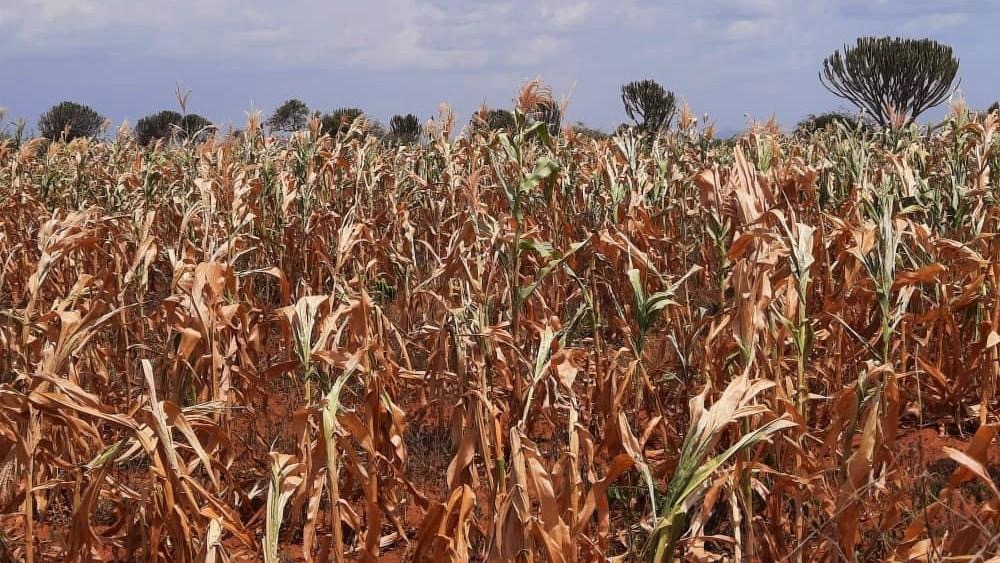 Karamoja stands on the brink, with nearly half a million people gripped by acute hunger.